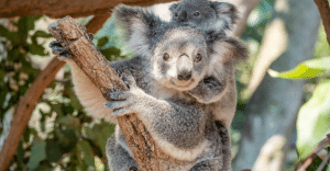 Gap year in Ballarat Victora Australia Letz Live gap year program