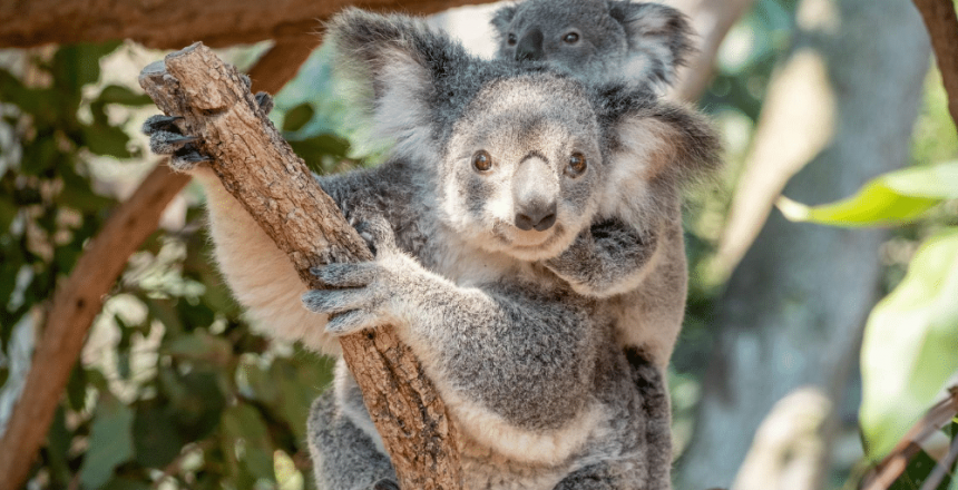 Gap year in Ballarat Victora Australia Letz Live gap year program